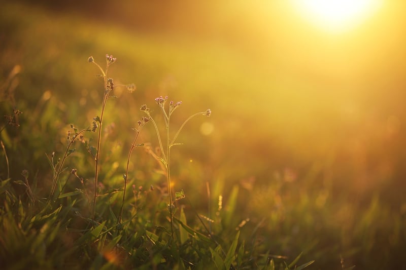 Sun Salutations Outdoors